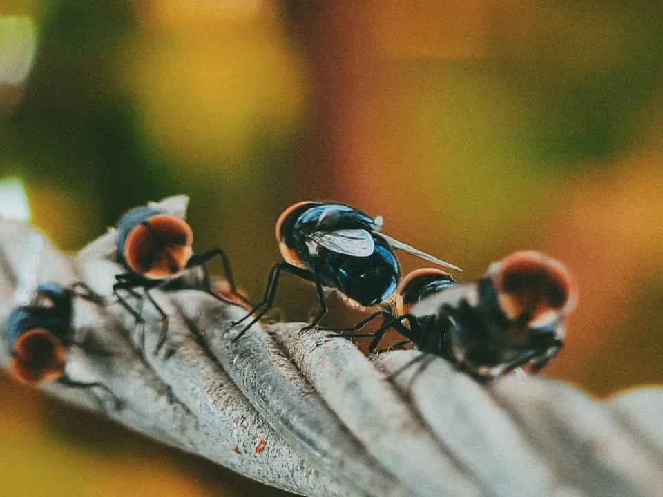 House Flies — Pest Control